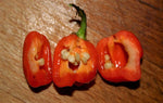 40 Seeds Orange SCOTCH BONNET PEPPER Hot Jamaican Capsicum Annuum Vegetable