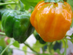 40 Seeds Orange SCOTCH BONNET PEPPER Hot Jamaican Capsicum Annuum Vegetable