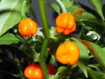 40 Seeds Orange SCOTCH BONNET PEPPER Hot Jamaican Capsicum Annuum Vegetable