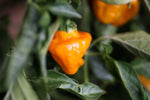 40 Seeds Orange SCOTCH BONNET PEPPER Hot Jamaican Capsicum Annuum Vegetable
