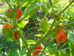 40 Seeds Orange SCOTCH BONNET PEPPER Hot Jamaican Capsicum Annuum Vegetable