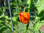 40 Seeds Orange SCOTCH BONNET PEPPER Hot Jamaican Capsicum Annuum Vegetable