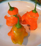 40 Seeds Orange SCOTCH BONNET PEPPER Hot Jamaican Capsicum Annuum Vegetable