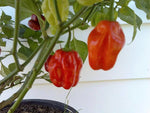 40 Seeds Orange SCOTCH BONNET PEPPER Hot Jamaican Capsicum Annuum Vegetable